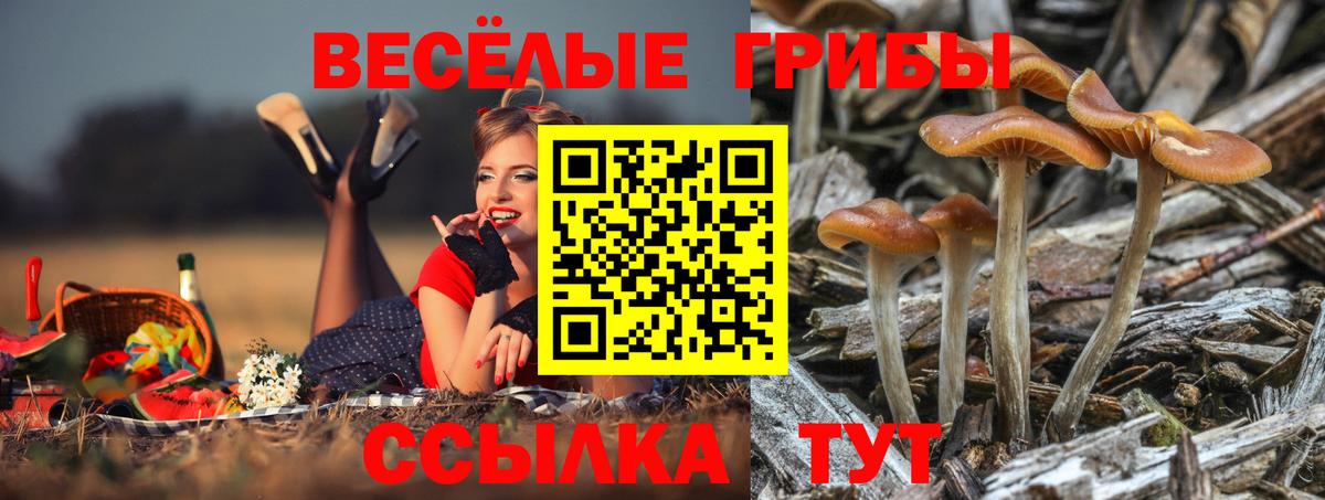 Псилоцибиновые грибы GOLDEN TEACHER  Вход с VPN  Луховицы 